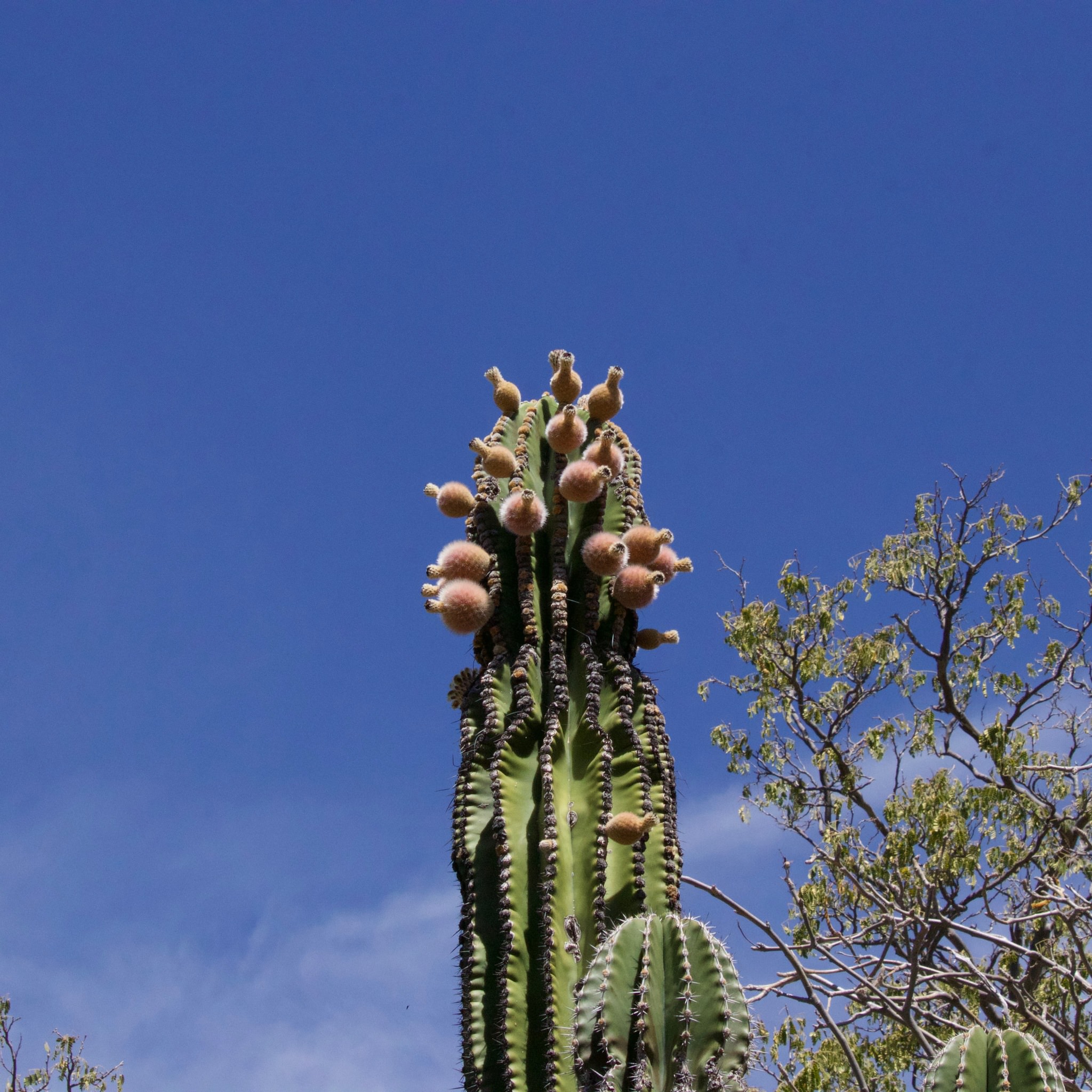 Pachycereus pringleii